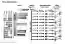 Fig. 01 - Methods for efficient derivation of human motor neurons from diverse spinal regions