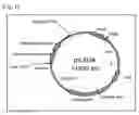 Fig. 02 - Nitrile hydratase