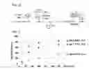 Fig. 07 - Method for non-enzymatic combination of nucleic acid chains