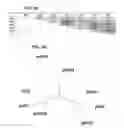 Fig. 04 - METHODS FOR PREDICTING AND IMPROVING THE SURVIVAL OF GASTRIC CANCER PATIENTS