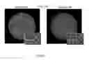 Fig. 06 - Scintillating glass pixelated imager