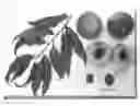 Fig. 01 - Peach tree named ‘Burpeachthirtyeight’