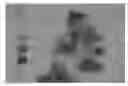 Fig. 01 - Red Raspberry Plant Named 'KOKANEE'