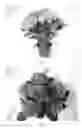 Fig. 02 - Hydrangea plant named 'BCHY-11.068'