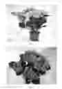 Fig. 02 - Hydrangea plant named 'BCHY-11.028'