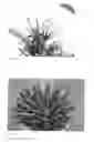Fig. 02 - X Mangave plant named ‘Pineapple Express’