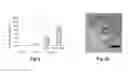 Fig. 07 - Tissue engineering system for making personalized bone graft