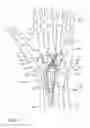 Fig. 06 - METHOD AND APPARATUS FOR WRIST ARTHROPLASTY