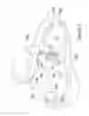 Fig. 03 - UNIVERSALLY ADJUSTABLE CERVICAL COLLAR