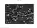 Fig. 07 - Kartogenin-conjugated chitosan particles with improved sustained release property and biocombatibility, and use thereof