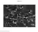 Fig. 08 - Kartogenin-conjugated chitosan particles with improved sustained release property and biocombatibility, and use thereof
