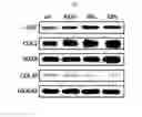Fig. 15 - Kartogenin-conjugated chitosan particles with improved sustained release property and biocombatibility, and use thereof