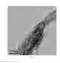 Fig. 04 - TEMPLATE-INDUCED SILICATE-DOPED HYDROXYAPATITE AND THE PREPARATION METHOD
