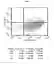 Fig. 02 - Novel Mensenchymal Stem Cells And Bone-Forming Cells