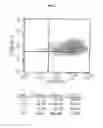 Fig. 04 - Novel Mensenchymal Stem Cells And Bone-Forming Cells