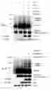 Fig. 01 - TREATMENT OF NEURODEVELOPMENTAL DISORDERS