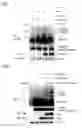 Fig. 02 - TREATMENT OF NEURODEVELOPMENTAL DISORDERS