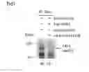 Fig. 04 - TREATMENT OF NEURODEVELOPMENTAL DISORDERS