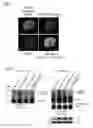Fig. 06 - TREATMENT OF NEURODEVELOPMENTAL DISORDERS