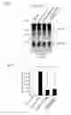 Fig. 07 - TREATMENT OF NEURODEVELOPMENTAL DISORDERS