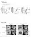 Fig. 06 - Compositions and Methods for Treating Inflammatory Conditions of the Ocular Surface