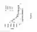 Fig. 07 - PRIMING OF AN IMMUNE RESPONSE
