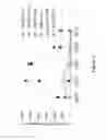 Fig. 09 - PRIMING OF AN IMMUNE RESPONSE