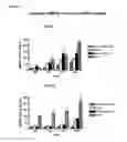 Fig. 05 - Means and methods for active cellular immunotherapy of cancer by using tumor cells killed by high hydrostatic pressure and dendritic cells