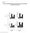 Fig. 07 - Means and methods for active cellular immunotherapy of cancer by using tumor cells killed by high hydrostatic pressure and dendritic cells