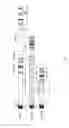 Fig. 03 - MULTIPLE VARIANTS OF MENINGOCOCCAL PROTEIN NMB1870