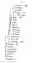 Fig. 13 - MULTIPLE VARIANTS OF MENINGOCOCCAL PROTEIN NMB1870