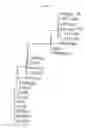Fig. 14 - MULTIPLE VARIANTS OF MENINGOCOCCAL PROTEIN NMB1870