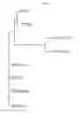 Fig. 15 - MULTIPLE VARIANTS OF MENINGOCOCCAL PROTEIN NMB1870