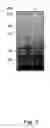 Fig. 03 - Attenuated Bordetella strains