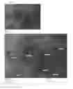 Fig. 03 - VACCINE
