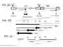 Fig. 03 - Viral vectors and their use in therapeutic methods