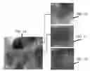 Fig. 02 - Materials and Methods for the Delivery of a Nanocarrier to the Brain