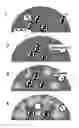Fig. 01 - ENGINEERED MICROPARTICLES FOR MACROMOLECULE DELIVERY
