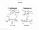 Fig. 08 - Use of charge-balanced imaging agents for determining renal function