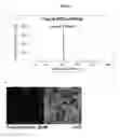Fig. 07 - GRP78 TARGETED CONJUGATES