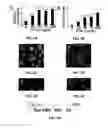 Fig. 04 - Promotion of Wound Healing