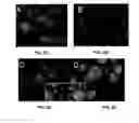 Fig. 06 - Promotion of Wound Healing