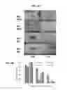 Fig. 07 - Promotion of Wound Healing