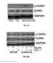 Fig. 10 - Promotion of Wound Healing