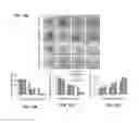 Fig. 13 - Promotion of Wound Healing