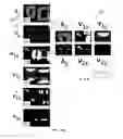 Fig. 09 - FEATURE DETECTION APPARATUS AND METHODS FOR TRAINING OF ROBOTIC NAVIGATION