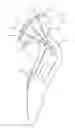 Fig. 01 - Shaving device for skin hairs
