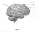 Fig. 02 - Anatomical simulators produced using 3d printing