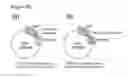 Fig. 15 - Car expression vector and car-expressing T cells