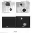 Fig. 08 - HLA G-modified cells and methods